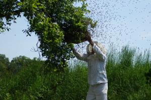 Honey Harvesting