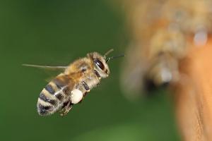 Beekeeping Education
