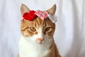 Valentine's Day Gifts and Treats for Pets