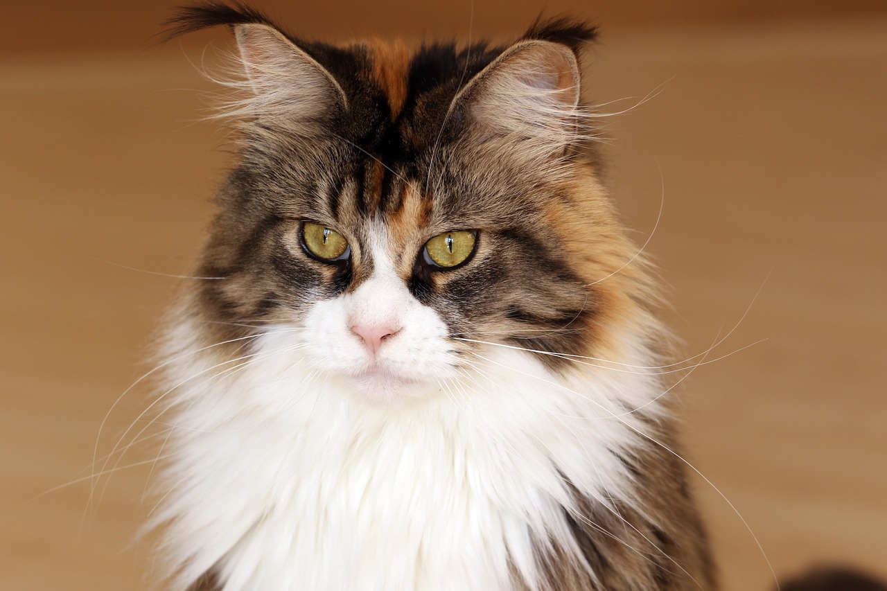 Articles About The Different Cat Breeds