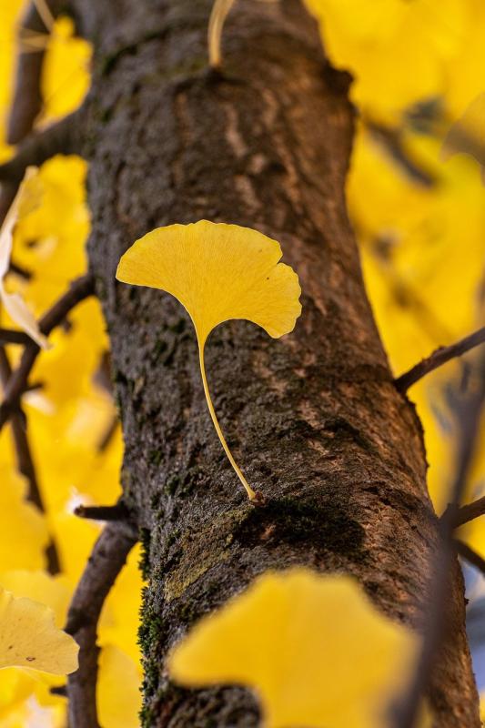 Memory-Ginkgo Biloba Supplements
