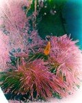 Ten Sheets Aerochrome 2443 4x5 Infrared Film