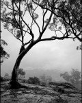 Shanghai GP3 4x5 Black & White Film - 25 Sheets