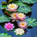 2-Pack Floating Lotus Flower Birdbath Fountain Accessory