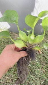 Water Hyacinth Pond Plants - Buy 2 Get 1 Free