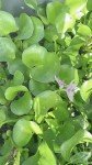 Water Hyacinth Pond Plants - Buy 2 Get 1 Free