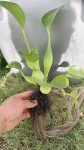 Water Hyacinth Pond Plants - Buy 2 Get 1 Free