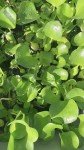 Water Hyacinth Pond Plants - Buy 2 Get 1 Free
