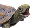 Timmy the Turtle Pond Fountain with Pump Kit