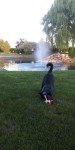 Half HP Floating Pond Fountain with Timer