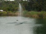 Half HP Floating Pond Fountain with Timer
