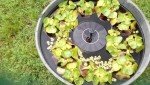 Solar Powered Bird Bath Fountain Pump Kit