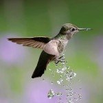 Solar Powered Bird Bath Fountain Pump Kit