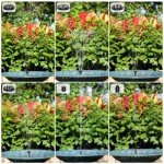 Solar Bird Bath Fountain with 6 Nozzles