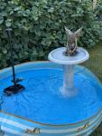 Pennington AquaGarden Large Pond Fountain System