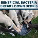 Airmax Stock Tank Defense Water Trough Cleaner