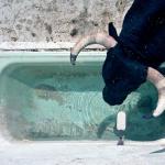 Automatic Float Valve for Ponds and Fountains