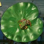 10 Pcs Realistic Floating Lily Pads for Ponds