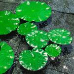 Floating Lily Pads for Ponds - 6 Pack
