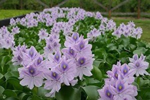 Live Purple Water Hyacinth Pond Floating Plant