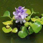 Live Purple Water Hyacinth Pond Floating Plant