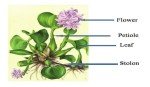 Live Purple Water Hyacinth Pond Floating Plant