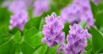 Live Purple Water Hyacinth Pond Floating Plant