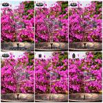 AISITIN 3.5W Solar Bird Bath Fountain Pump, Solar Fountain Pump for Bird Bath with 6 Nozzles, Solar Powered Water Fountain Pump for Garden, Ponds, Pool, Fish Tank, Aquarium and Outdoor, Black