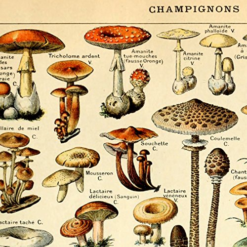 Vintage Mushroom Identification Poster Print