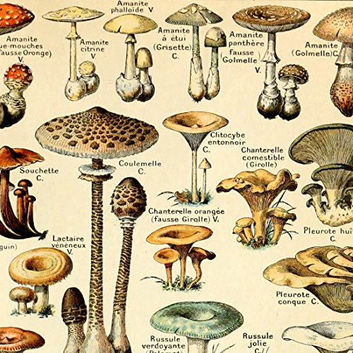 Vintage Mushroom Identification Poster Print