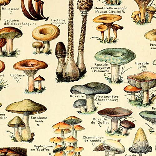 Vintage Mushroom Identification Poster Print