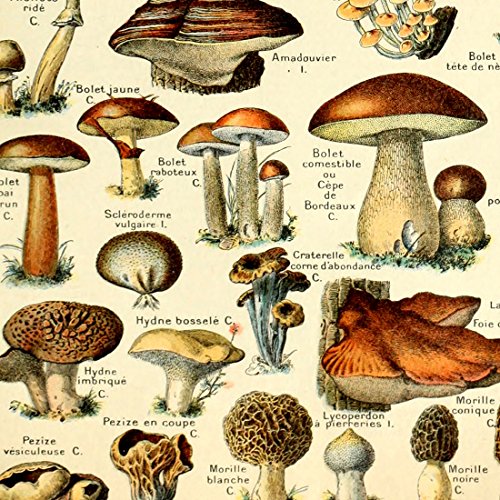 Vintage Mushroom Identification Poster Print