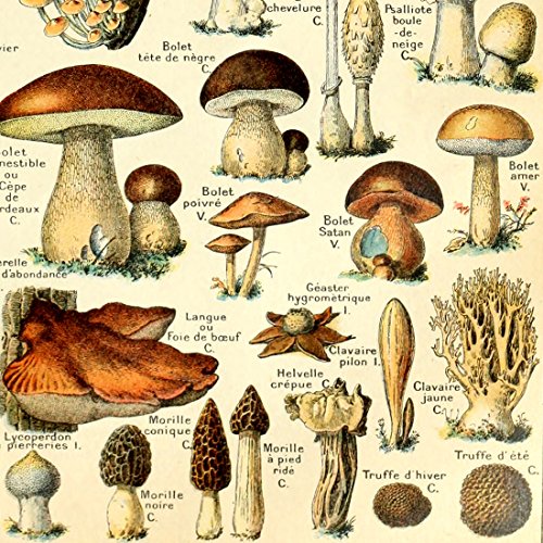 Vintage Mushroom Identification Poster Print
