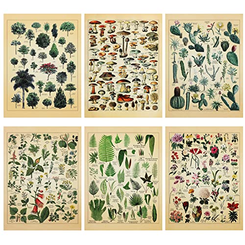 Vintage Plant Posters Set of 6