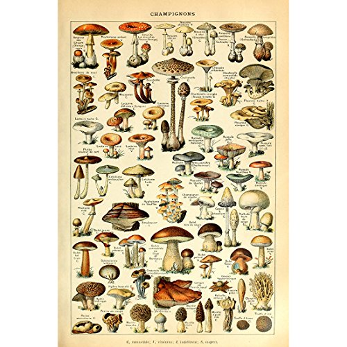 Vintage Mushroom Identification Poster Print