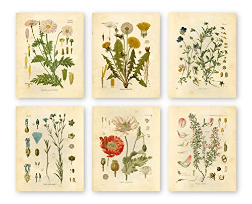 Wildflower Floral Botanical Prints - Set of 6