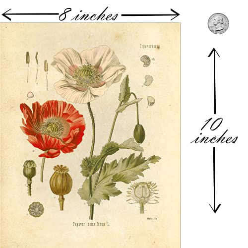 Wildflower Floral Botanical Prints - Set of 6