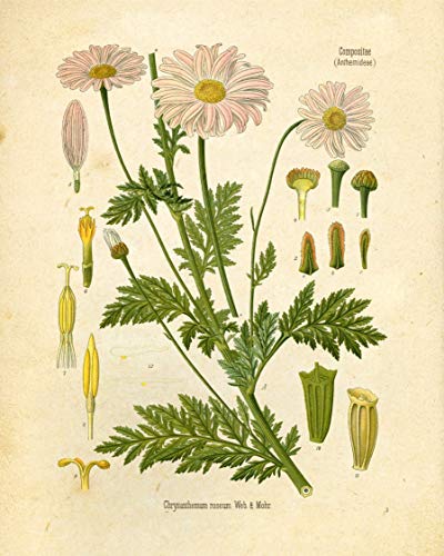 Wildflower Floral Botanical Prints - Set of 6