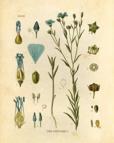 Wildflower Floral Botanical Prints - Set of 6
