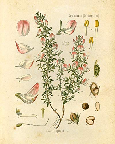 Wildflower Floral Botanical Prints - Set of 6