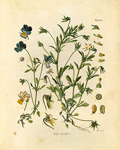 Wildflower Floral Botanical Prints - Set of 6