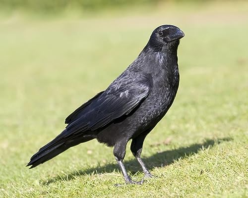 Primos Authentic Turkey Crow Call for Decoying Game