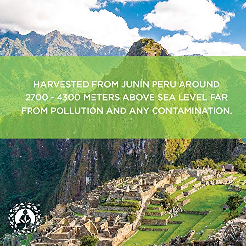 Organic Peruvian Maca Root Powder - Premium Superfood