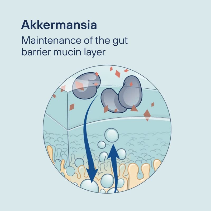 Akkermansia Probiotic with Prebiotic Fiber - Gut Health