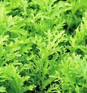 Lime Streaks Mizuna Vegetable Seeds