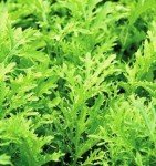 Lime Streaks Mizuna Vegetable Seeds