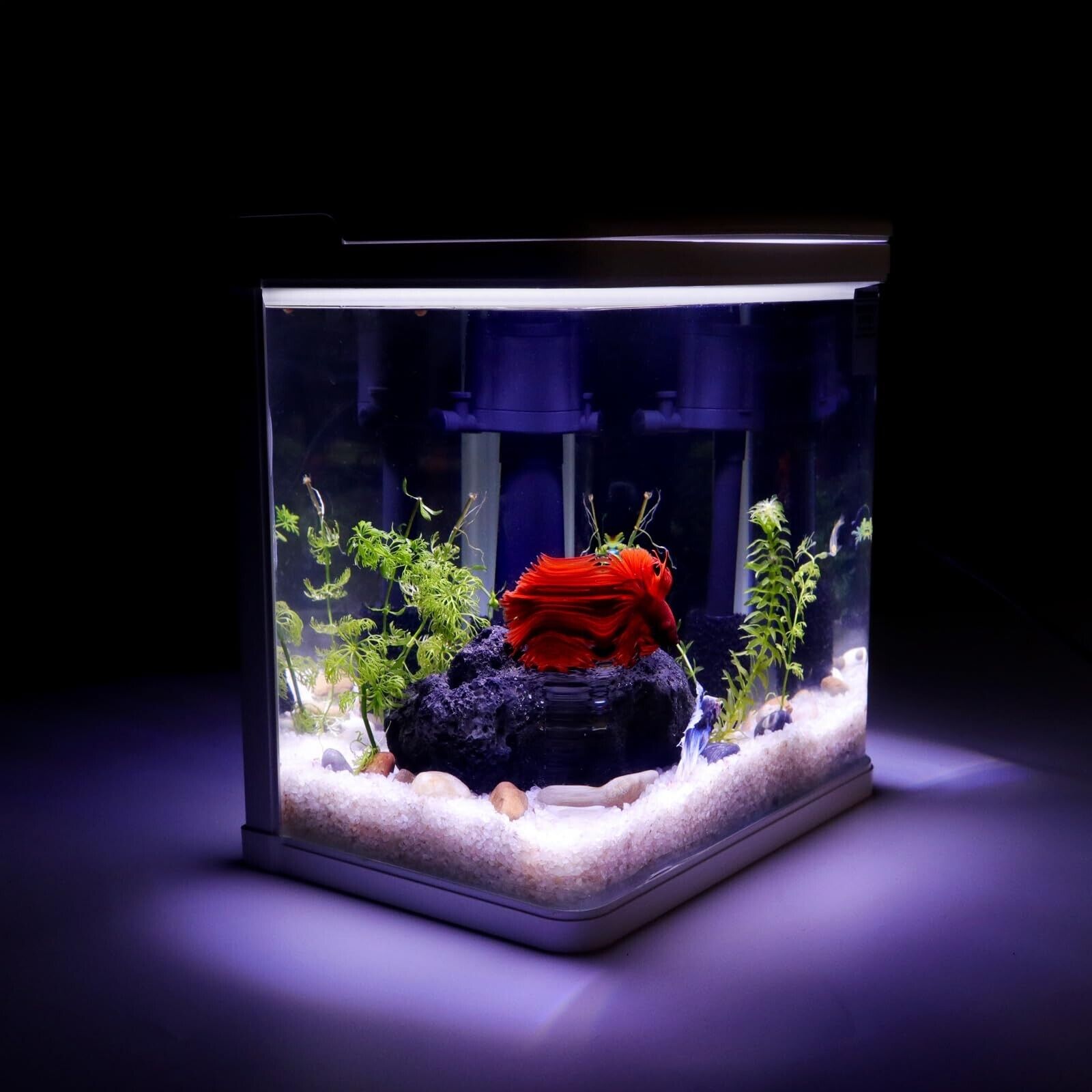 2 Gallon Betta Fish Tank with Filter & Light