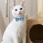 Blue Plaid Puppy Collar and Leash Set with Pawprints, XS