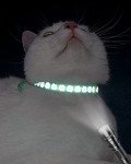 Reflective Cat Collar Set with Bells, Adjustable Size