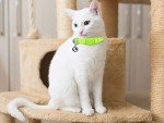 Colorful Breakaway Cat Collars with Bells, Adjustable, Safety